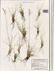 Ptilagrostis concinna (Hook.f.) Roshev., South Asia, South Asia (Asia outside ex-Soviet states and Mongolia) (ASIA) (China)