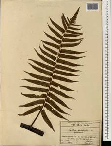 Cyathea podophylla (Hook.) Copel., South Asia, South Asia (Asia outside ex-Soviet states and Mongolia) (ASIA) (Vietnam)