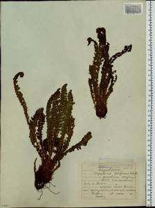 Dryopteris fragrans (L.) Schott, Siberia, Yakutia (S5) (Russia)