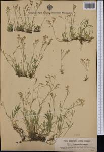 Gypsophila repens L., Western Europe (EUR) (Austria)