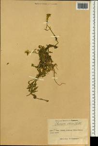Chorispora sibirica (L.) DC., South Asia, South Asia (Asia outside ex-Soviet states and Mongolia) (ASIA) (China)