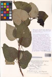 Populus deltoides × suaveolens, Eastern Europe, Lithuania (E2a) (Lithuania)