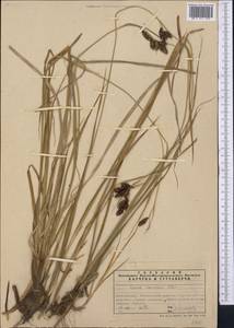 Carex caucasica Steven, Middle Asia, Northern & Central Tian Shan (M4) (Kazakhstan)