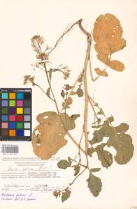 Raphanus sativus L., Eastern Europe, Moscow region (E4a) (Russia)