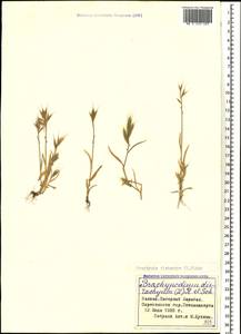 Brachypodium distachyon (L.) P.Beauv., Caucasus, Azerbaijan (K6) (Azerbaijan)