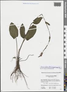 Rumex acetosa L., Siberia, Baikal & Transbaikal region (S4) (Russia)