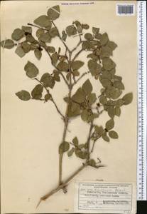 Lonicera tianshanica Pojark., Middle Asia, Western Tian Shan & Karatau (M3) (Uzbekistan)