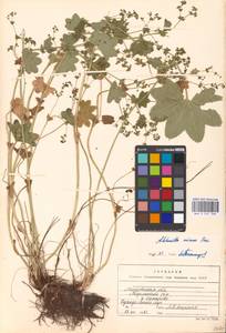 Alchemilla micans Buser, Eastern Europe, Moscow region (E4a) (Russia)