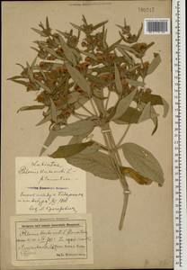 Phlomis herba-venti subsp. pungens (Willd.) Maire ex DeFilipps, Caucasus, Azerbaijan (K6) (Azerbaijan)