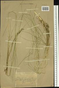 Scolochloa festucacea (Willd.) Link, Siberia, Yakutia (S5) (Russia)