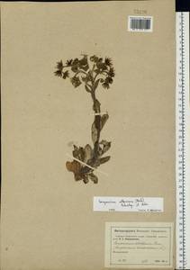 Sempervivum ruthenicum Koch ex Schnittsp. & C. B. Lehm., Eastern Europe, Moscow region (E4a) (Russia)