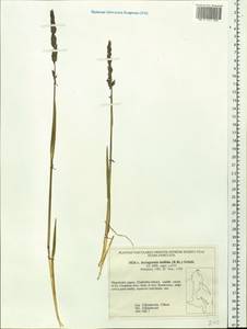 Arctagrostis latifolia (R.Br.) Griseb., Siberia, Chukotka & Kamchatka (S7) (Russia)