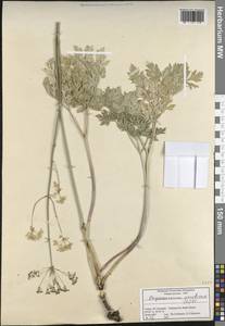 Physospermum cornubiense (L.) DC., South Asia, South Asia (Asia outside ex-Soviet states and Mongolia) (ASIA) (Turkey)
