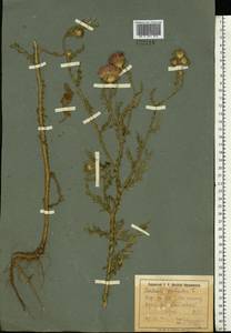 Carduus acanthoides L., Eastern Europe, North Ukrainian region (E11) (Ukraine)