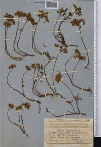 Phedimus hybridus (L.) 't Hart, Middle Asia, Northern & Central Tian Shan (M4) (Kazakhstan)