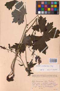 Aconitum lycoctonum subsp. moldavicum (Hacq.) Jalas, Eastern Europe (no precise locality) (E0)