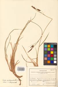 Carex middendorffii F.Schmidt, Siberia, Russian Far East (S6) (Russia)