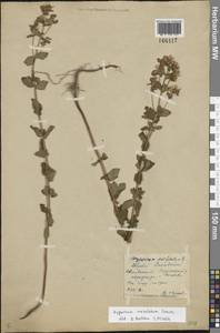 Hypericum maculatum Crantz, Eastern Europe, Central forest region (E5) (Russia)