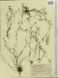 Cynanchica pyrenaica subsp. cynanchica (L.) P.Caputo & Del Guacchio, Eastern Europe, Central forest-and-steppe region (E6) (Russia)