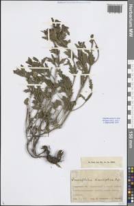 Dracocephalum diversifolium Rupr., Middle Asia, Northern & Central Tian Shan (M4) (Kyrgyzstan)