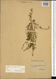 Thesium procumbens C. A. Mey., Caucasus, Stavropol Krai, Karachay-Cherkessia & Kabardino-Balkaria (K1b) (Russia)