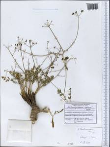 Aulacospermum roseum Korovin, Middle Asia, Pamir & Pamiro-Alai (M2) (Tajikistan)