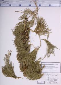 Diphasiastrum alpinum (L.) Holub, Siberia, Altai & Sayany Mountains (S2) (Russia)