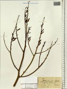 Aloe, Africa (AFR) (Ethiopia)