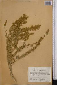 Krascheninnikovia ceratoides (L.) Gueldenst., Middle Asia, Western Tian Shan & Karatau (M3) (Kyrgyzstan)