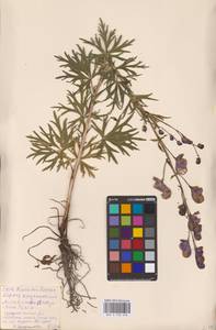 Aconitum macrorhynchum Turcz. ex Ledeb., Eastern Europe, West Ukrainian region (E13) (Ukraine)