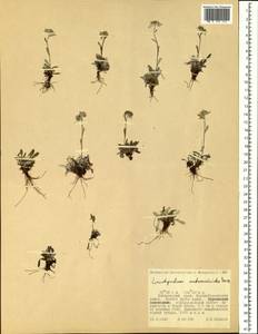 Leontopodium antennarioides Soczava, Siberia, Russian Far East (S6) (Russia)