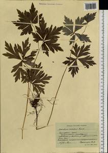 Aconitum sczukinii Turcz., Siberia, Russian Far East (S6) (Russia)