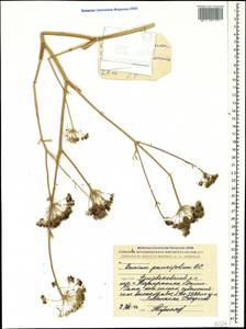 Bunium paucifolium DC., Caucasus, Armenia (K5) (Armenia)