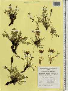 Oxytropis sordida (Willd.) Pers., Eastern Europe, Northern region (E1) (Russia)