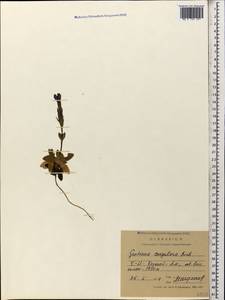 Gentiana verna subsp. pontica (Soltok.) Hayek, Caucasus, North Ossetia, Ingushetia & Chechnya (K1c) (Russia)