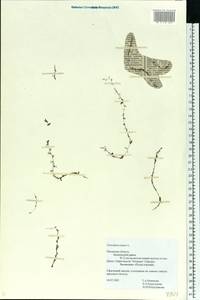 Utricularia minor L., Eastern Europe, North-Western region (E2) (Russia)