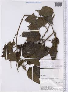 Thunbergia grandiflora (Roxb. ex Rottler) Roxb., America (AMER) (Paraguay)
