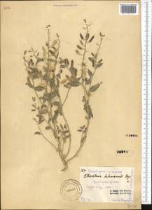 Cithareloma lehmannii Bunge, Middle Asia, Pamir & Pamiro-Alai (M2) (Uzbekistan)