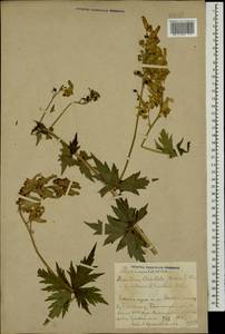 Aconitum orientale Mill., Caucasus, Azerbaijan (K6) (Azerbaijan)