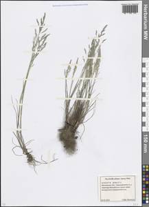 Puccinellia distans (Jacq.) Parl., Eastern Europe, Moscow region (E4a) (Russia)