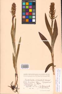 Dactylorhiza incarnata subsp. cruenta (O.F.Müll.) P.D.Sell, Eastern Europe, Moscow region (E4a) (Russia)