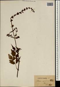 Salvia japonica Thunb., South Asia, South Asia (Asia outside ex-Soviet states and Mongolia) (ASIA) (Japan)