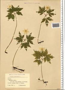 Anemone nemorosa L., Eastern Europe, Latvia (E2b) (Latvia)