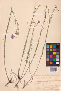 Linum perenne L., Eastern Europe, Central forest-and-steppe region (E6) (Russia)