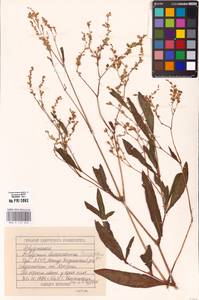 Koenigia alpina (All.) T. M. Schust. & Reveal, Eastern Europe, Volga-Kama region (E7) (Russia)