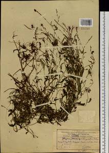 Persicaria longiseta (Bruyn) Kitag., Siberia, Russian Far East (S6) (Russia)