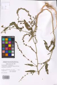 Atriplex patens (Litv.) Iljin, Eastern Europe, Rostov Oblast (E12a) (Russia)