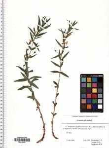 Gratiola officinalis L., Eastern Europe, Middle Volga region (E8) (Russia)