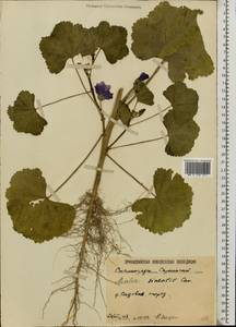 Malva cathayensis M. G. Gilbert, Y. Tang & Dorr, Eastern Europe, Lower Volga region (E9) (Russia)