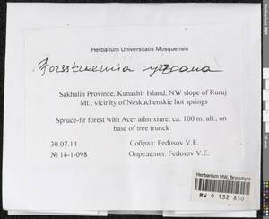 Forsstroemia yezoana (Besch.) S. Olsson, Enroth & D. Quandt, Bryophytes, Bryophytes - Russian Far East (excl. Chukotka & Kamchatka) (B20) (Russia)